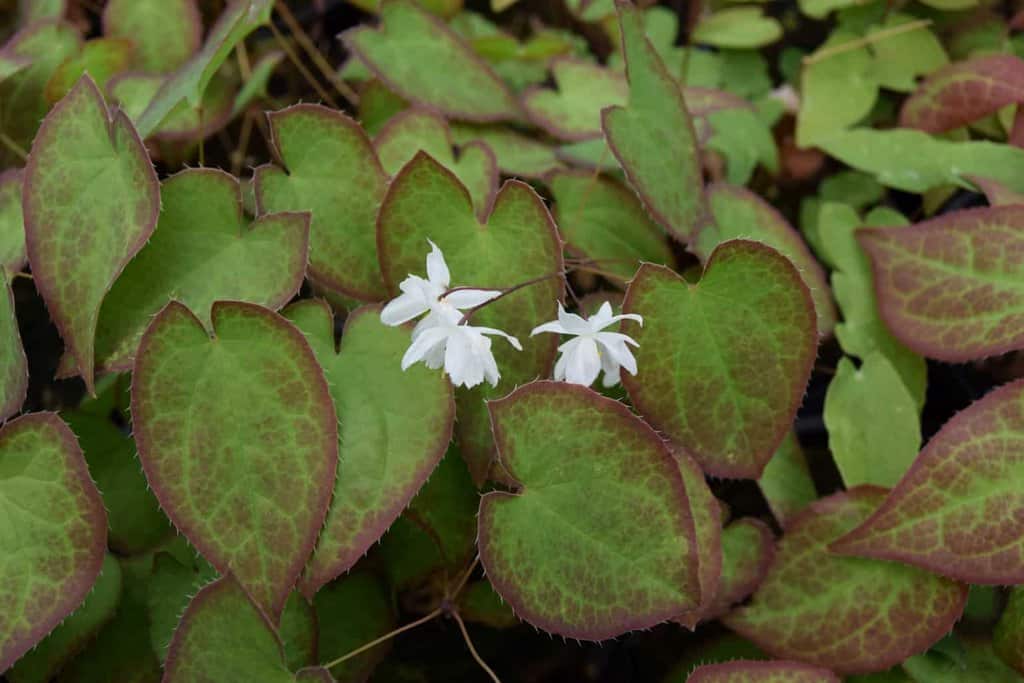 Epimedium x rubrum ---